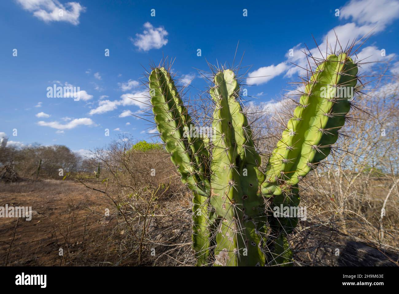 Mandacaru cactus native to the backlands of Paraiba, Brazil. Stock Photo