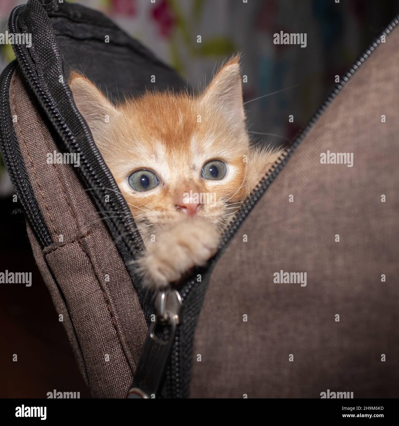 Kitten in a bag Stock Photo Alamy