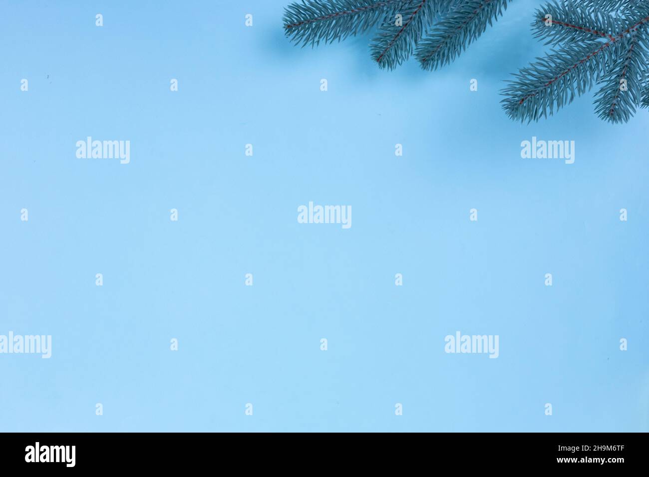 Branches of a Christmas tree on a blue background. The basis for the ...