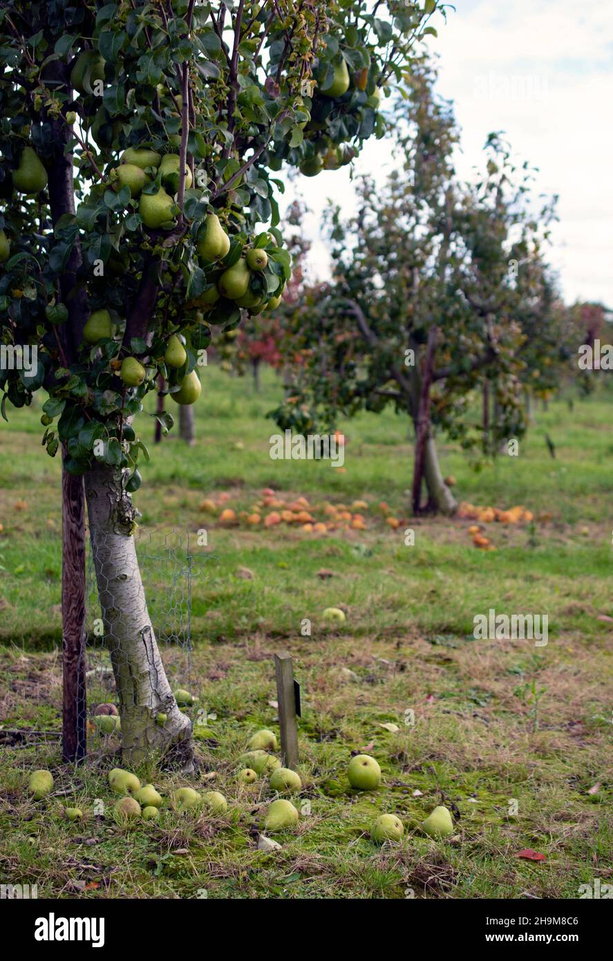 Pear trees with many ripe pears ready for picking Stock Photo - Alamy
