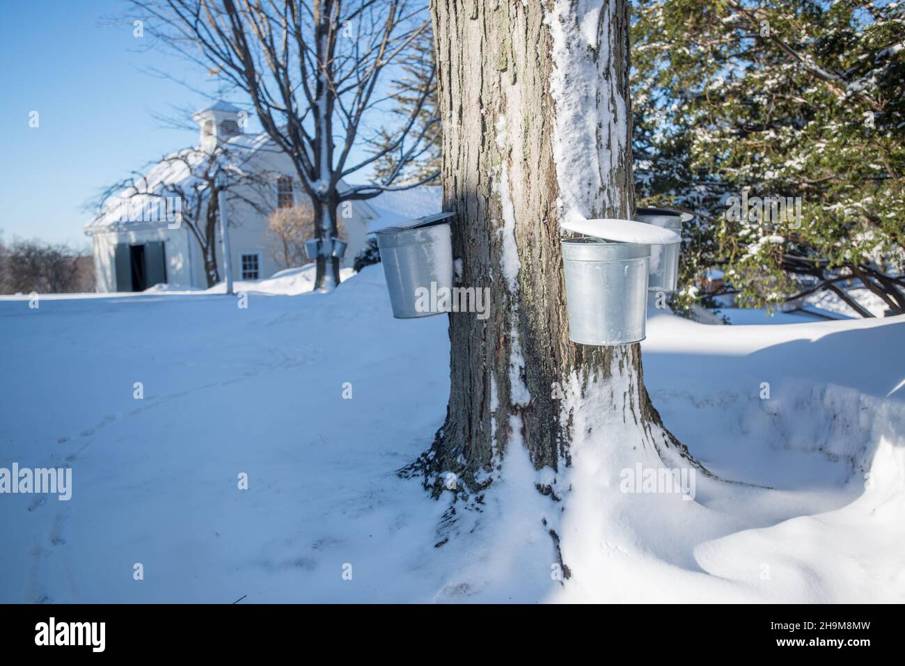 Tapping for Maple Syrup, Valley View Farm, Topsfield, Massachusetts
