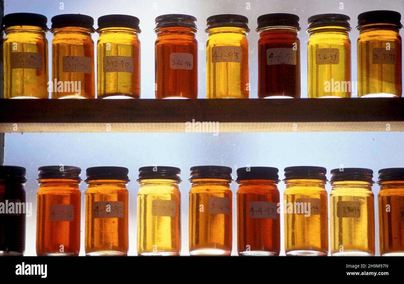 Grades of maple syrup, South Face Farm, Ashfield, Massachusetts, USA