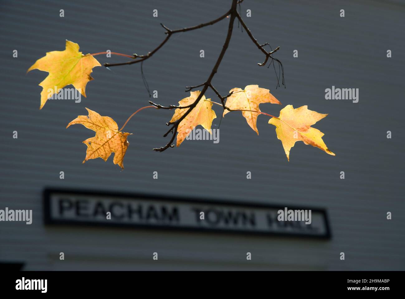 Fall Leaves next to Peacham Town Hall, Peacham, Vermont, USA Stock