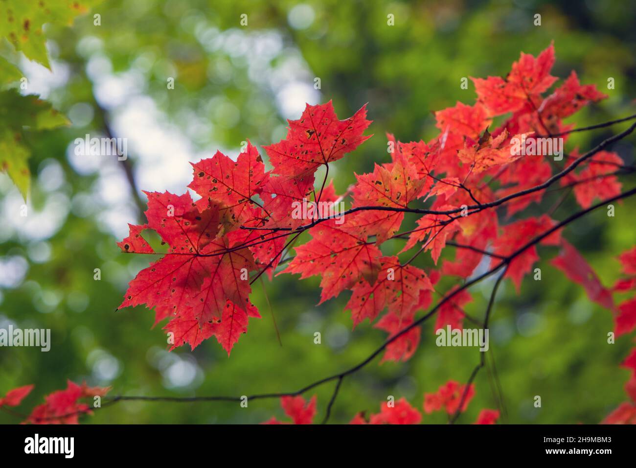 Maple Leaves Turning Red Stock Photo