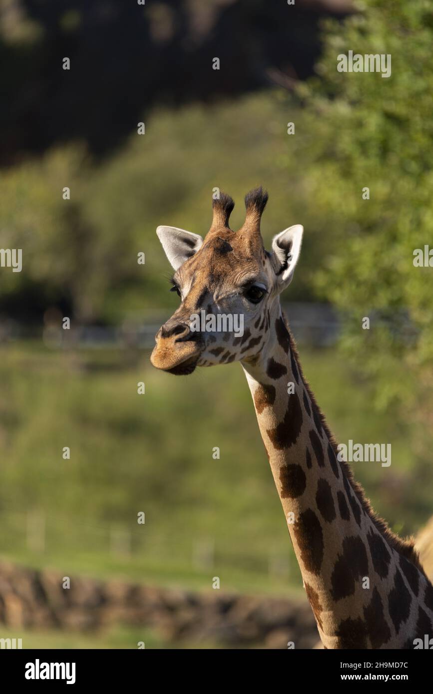 African Giraffe Posing Stock Photo Alamy african-giraffe-posing-stock-photo-alamy