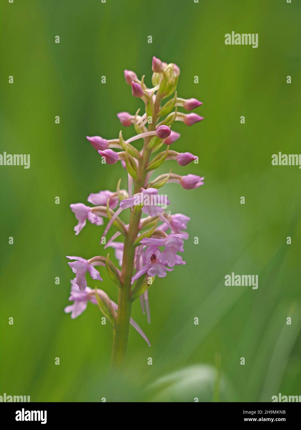 creative image of delicate lax pink flowerspike of Chalk Fragrant orchid (Gymnadenia conopsea) in limestone grassland meadow in Cumbria, England, UK Stock Photo