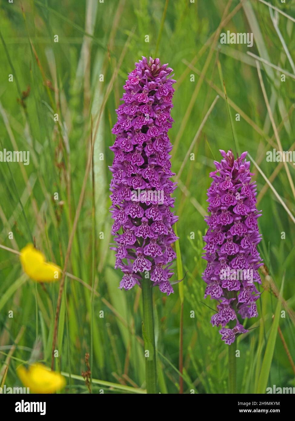 2 large flowerspikes of Dactylorhiza x venusta - an oversize hybrid between Northern Marsh orchid and Common Spotted orchid in Cumbria, England,UK Stock Photo