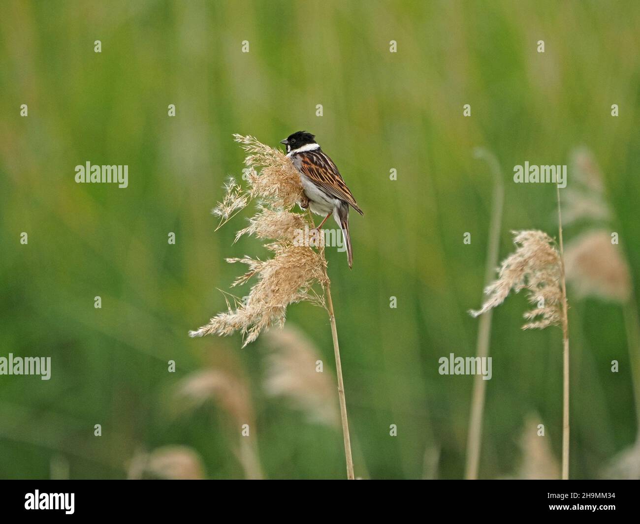 male Reed Bunting (Emberiza schoeniclus) in breeding plumage on fluffy seed-head in reedbed at St Aidan's RSPB Nature Reserve,Yorkshire, England,UK Stock Photo