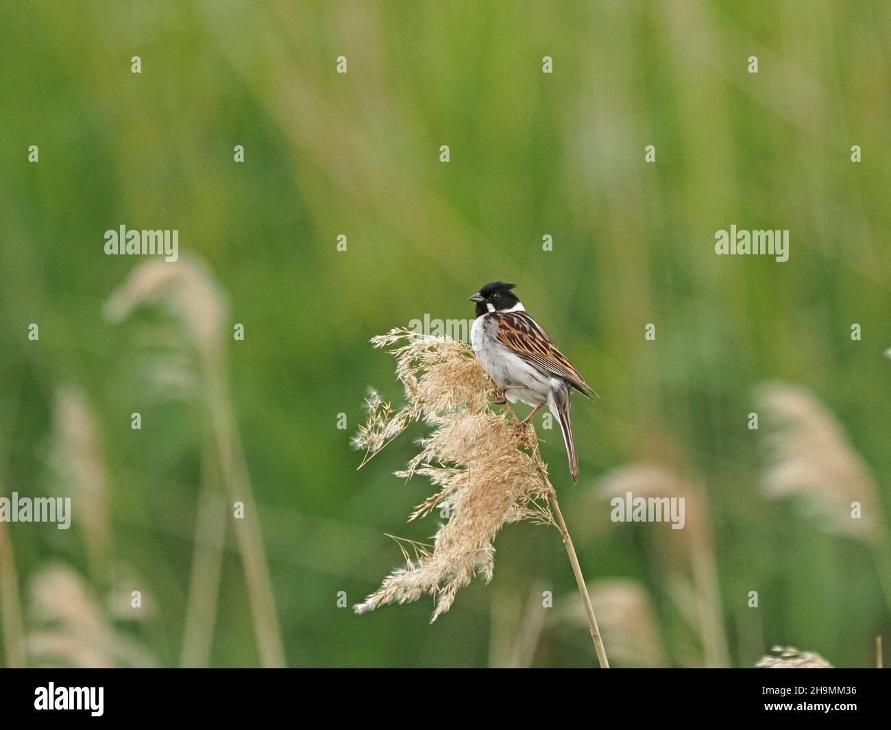 male Reed Bunting (Emberiza schoeniclus) in breeding plumage on fluffy seed-head in reedbed at St Aidan's RSPB Nature Reserve,Yorkshire, England,UK Stock Photo