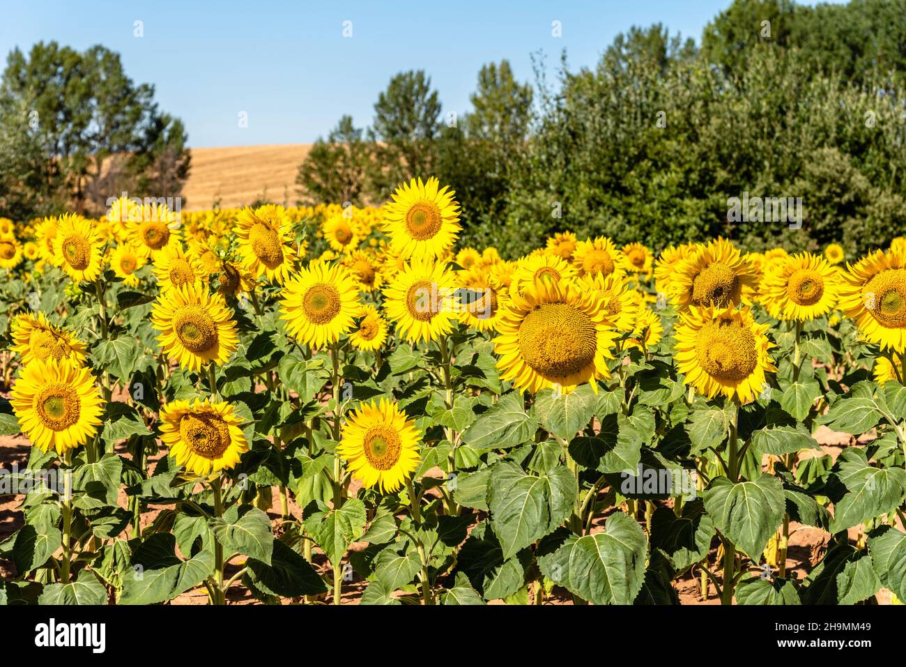 Summer sunflower field and blue sky natural background Stock Photo