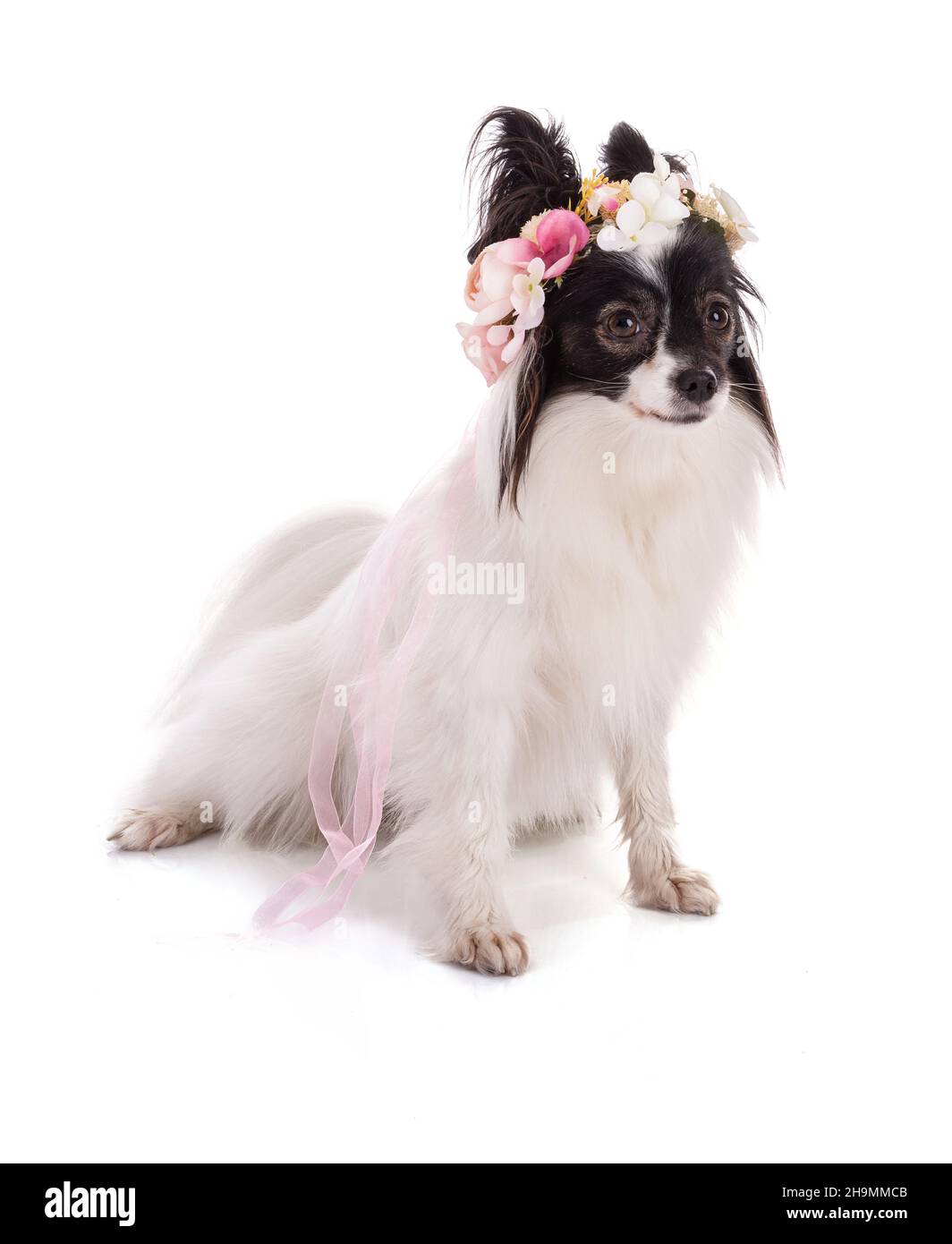 continental toy spaniel