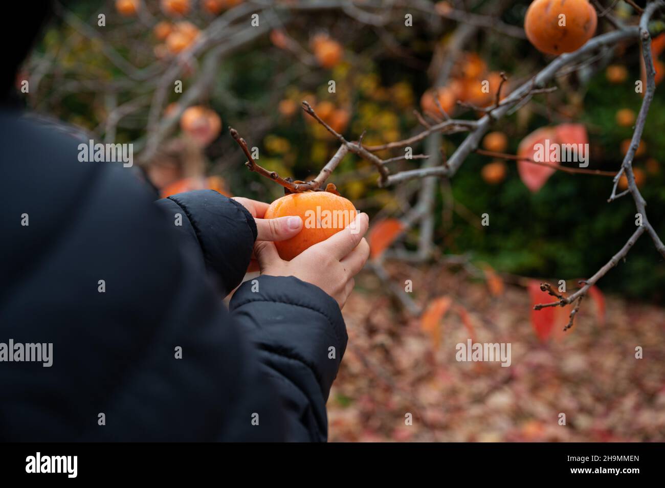 Child picking a ripe persimmon fruit from a tree in an autumn nature. Stock Photo
