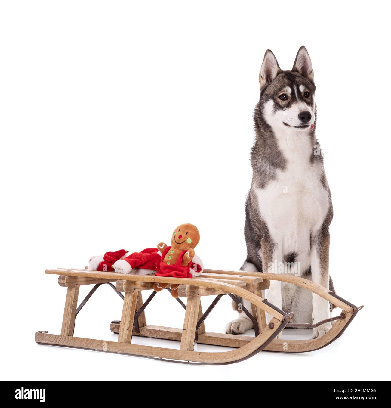 Portrait of a 6 month old Siberian Husky with a sleigh at Christmas ...