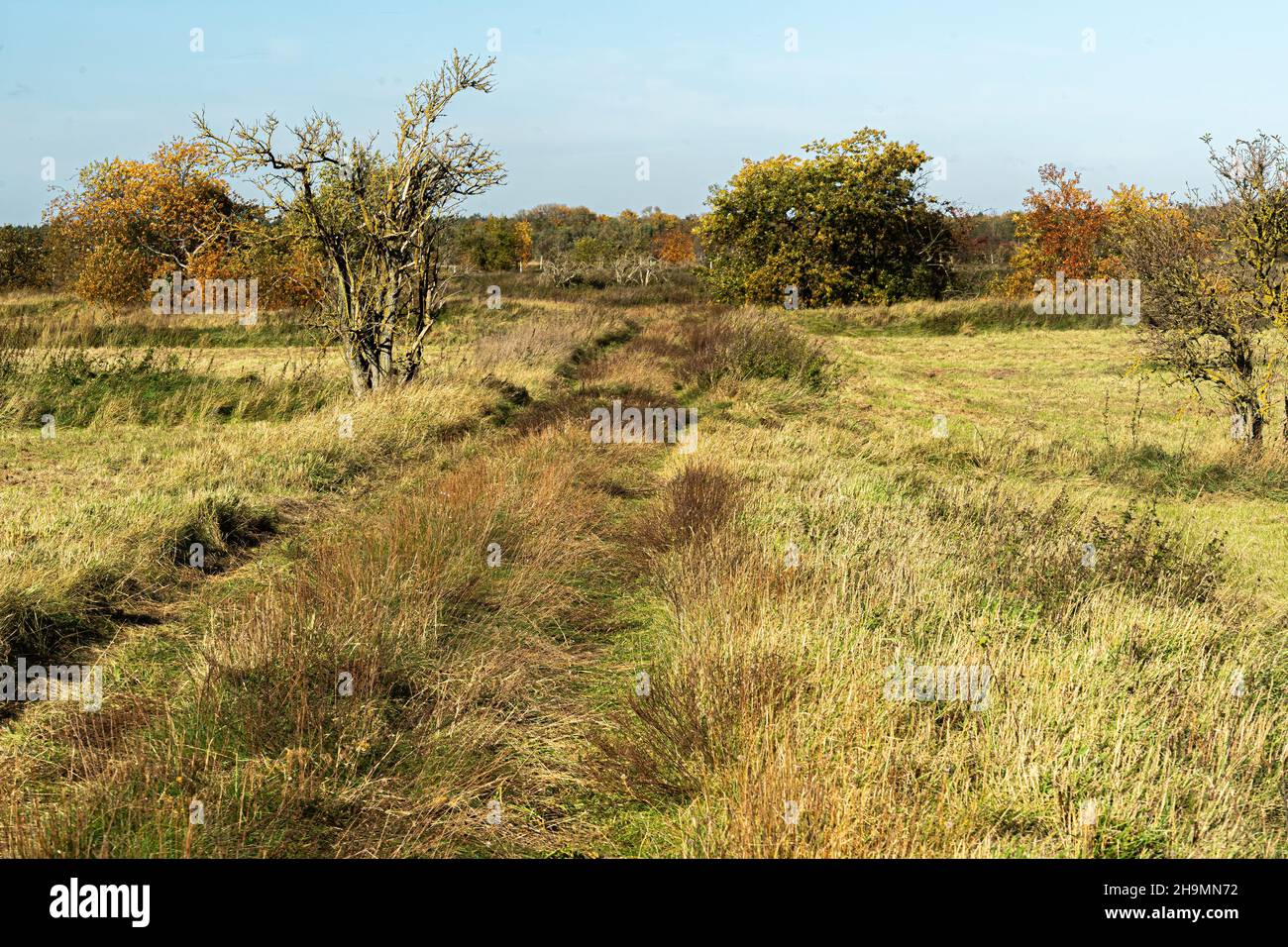 Beautiful view of grass field with autumn trees Stock Photo - Alamy
