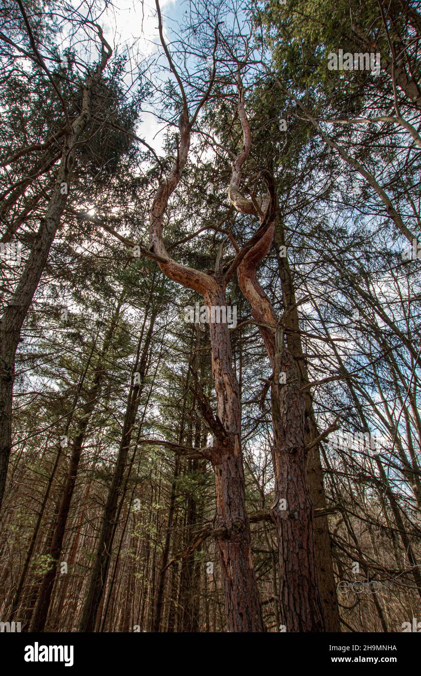 Vertical low angle shot of tall trees in a forest Stock Photo - Alamy