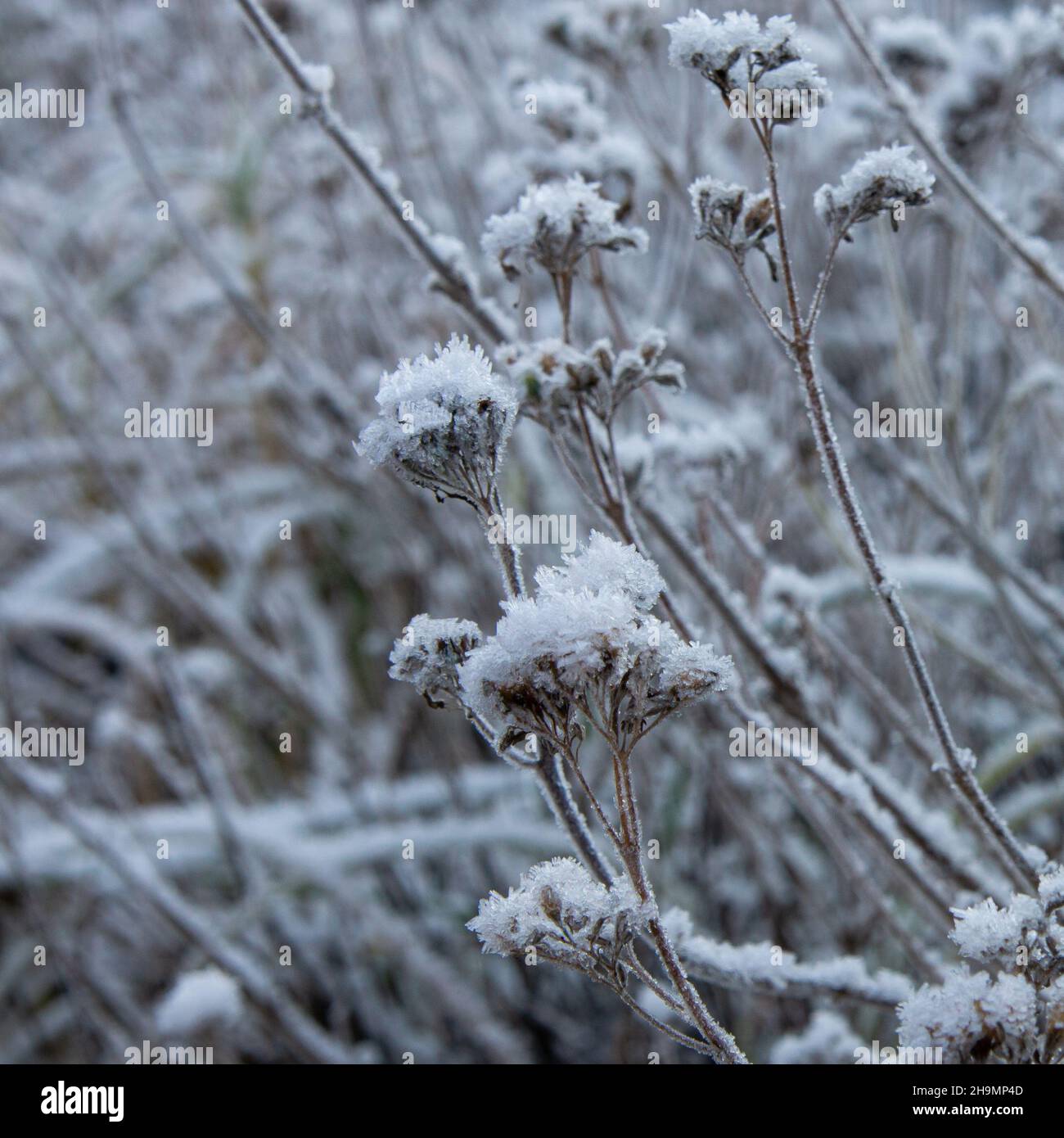 Withered wild grass hi-res stock photography and images - Alamy