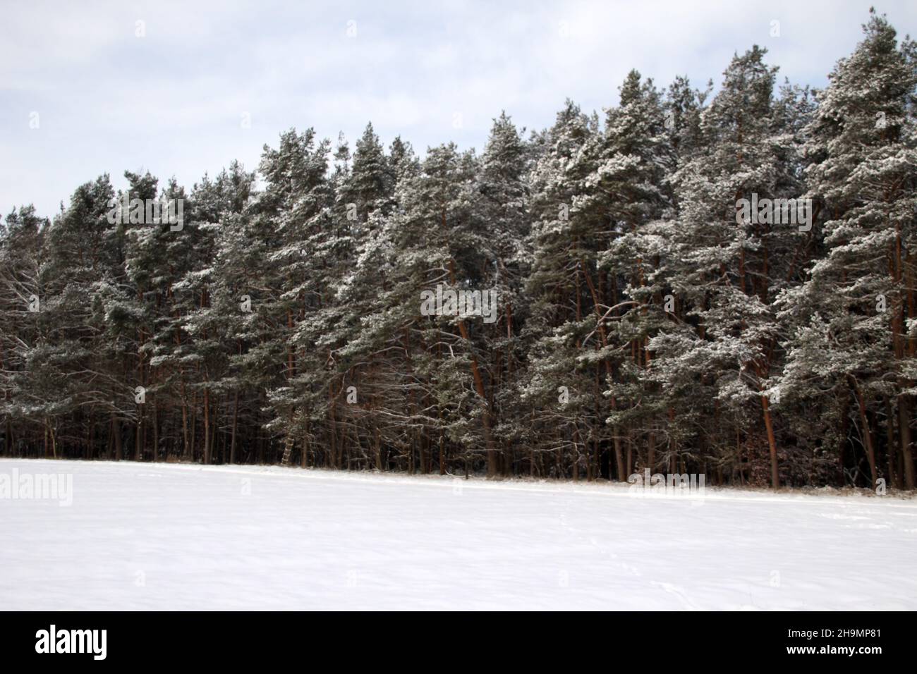 Beautiful shot of snowy pine trees in a forest Stock Photo - Alamy