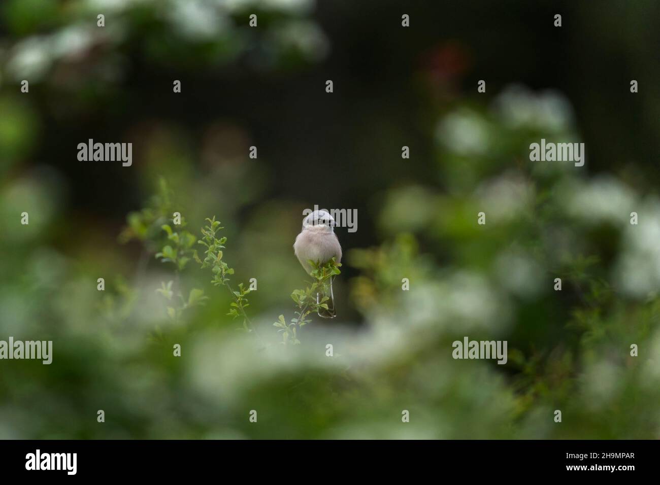 Red backed shrike on the branch. Small white bird hides in the bushes. European wildlife. Stock Photo