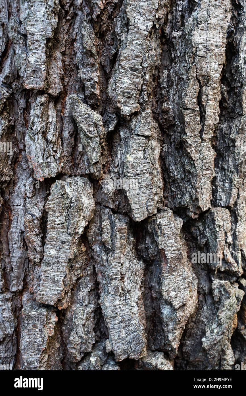 Tree bark close up in the forest. Stock Photo