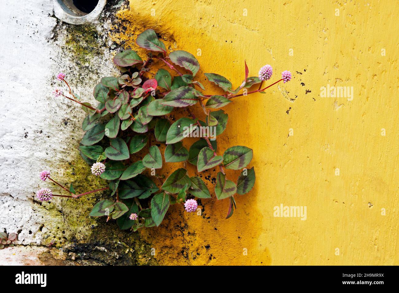 Pink globe amaranth flowers on the wall (Gomphrena globosa Stock Photo