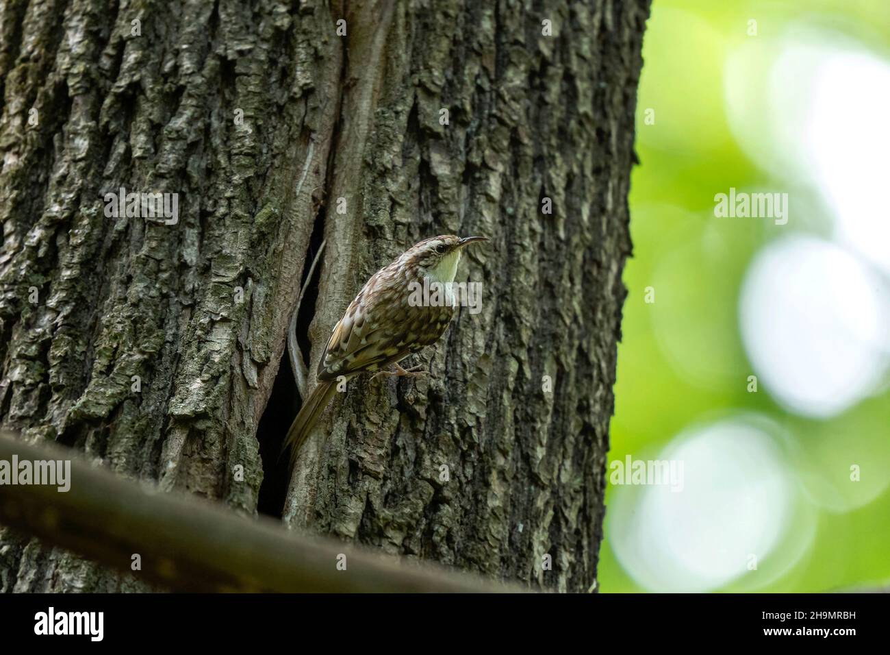 Teil tree hires stock photography and images Alamy