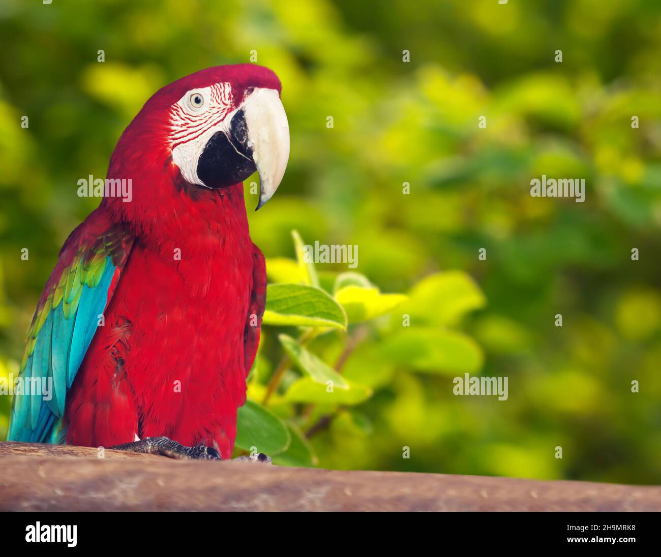 Portrait of red macaw papagay Stock Photo