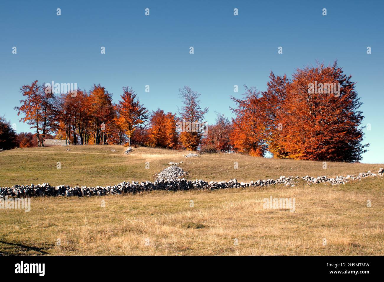 Scenic shot of a stone small all in the meadow surrounded by trees ...