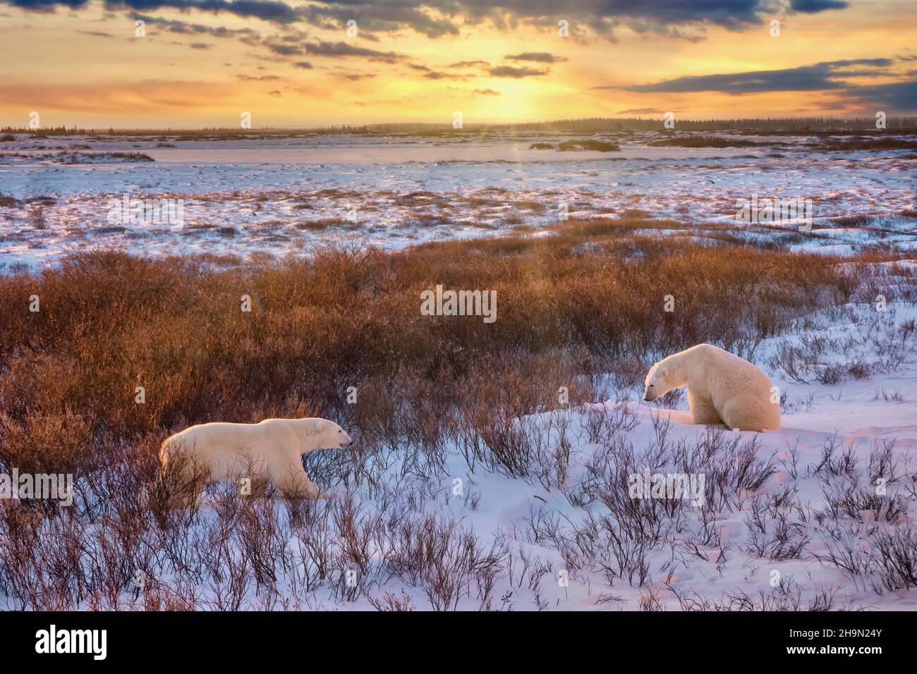 Two wild polar bears (Ursus maritimus) about to meet each other at sunrise, in their natural habitat with willow shrubs and a snowy tundra landscape, Stock Photo