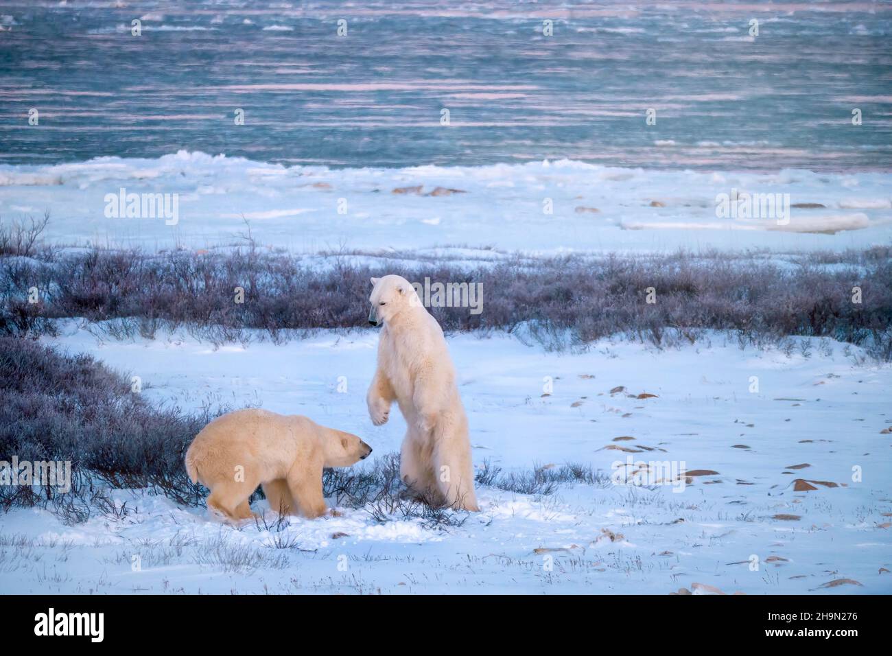 Two adult polar bears (Ursus maritimus) exhibiting dominant and submissive behavior during an interaction beside Hudson Bay, near Churchill, Manitoba, Stock Photo