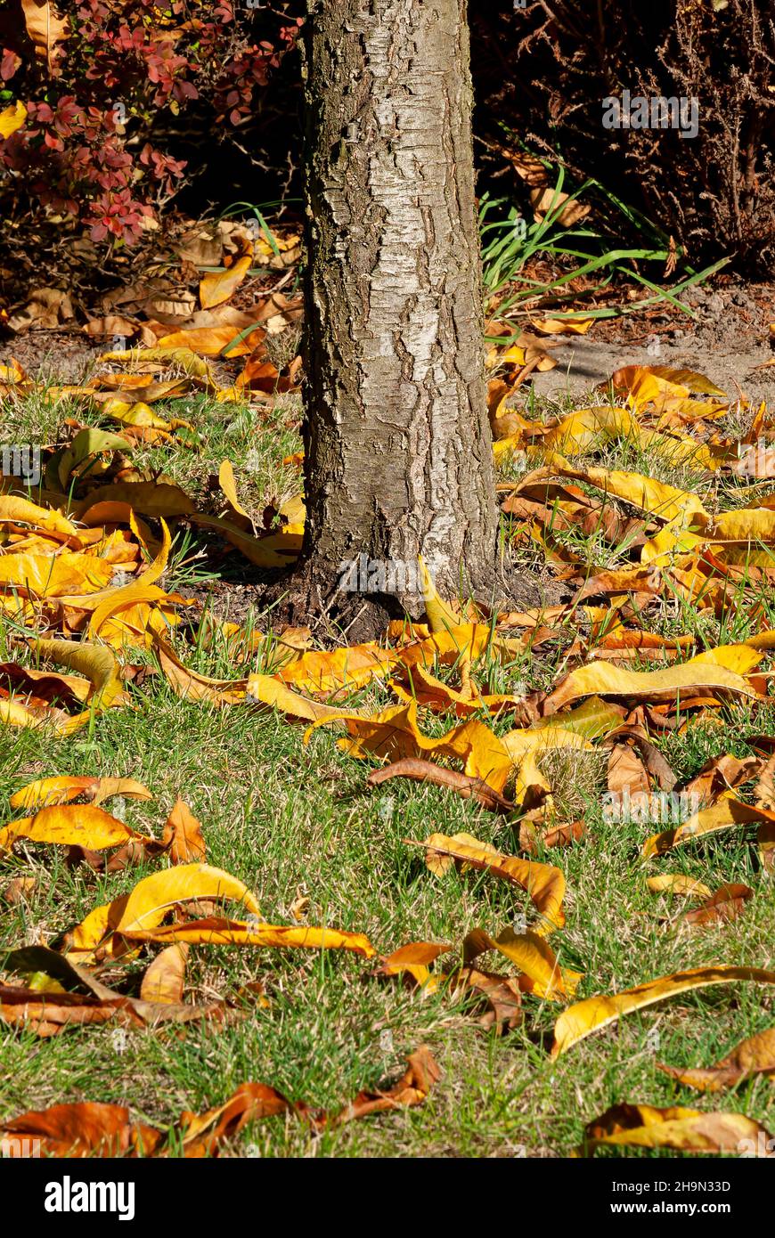 tree trunk and leaves – fallen leaves in the grass (autumn picture ...