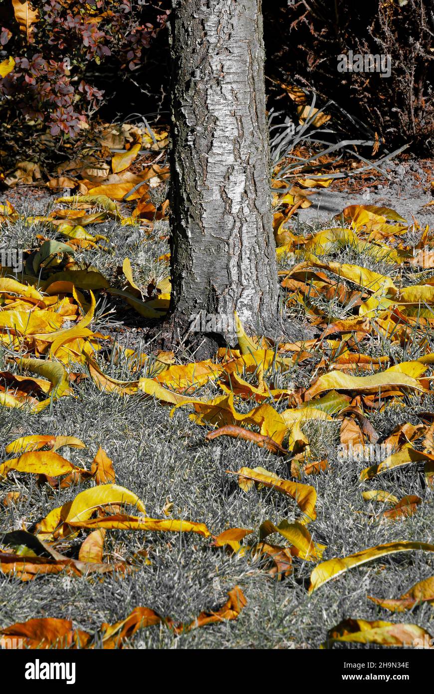 Orange leaves on branches hi-res stock photography and images - Alamy