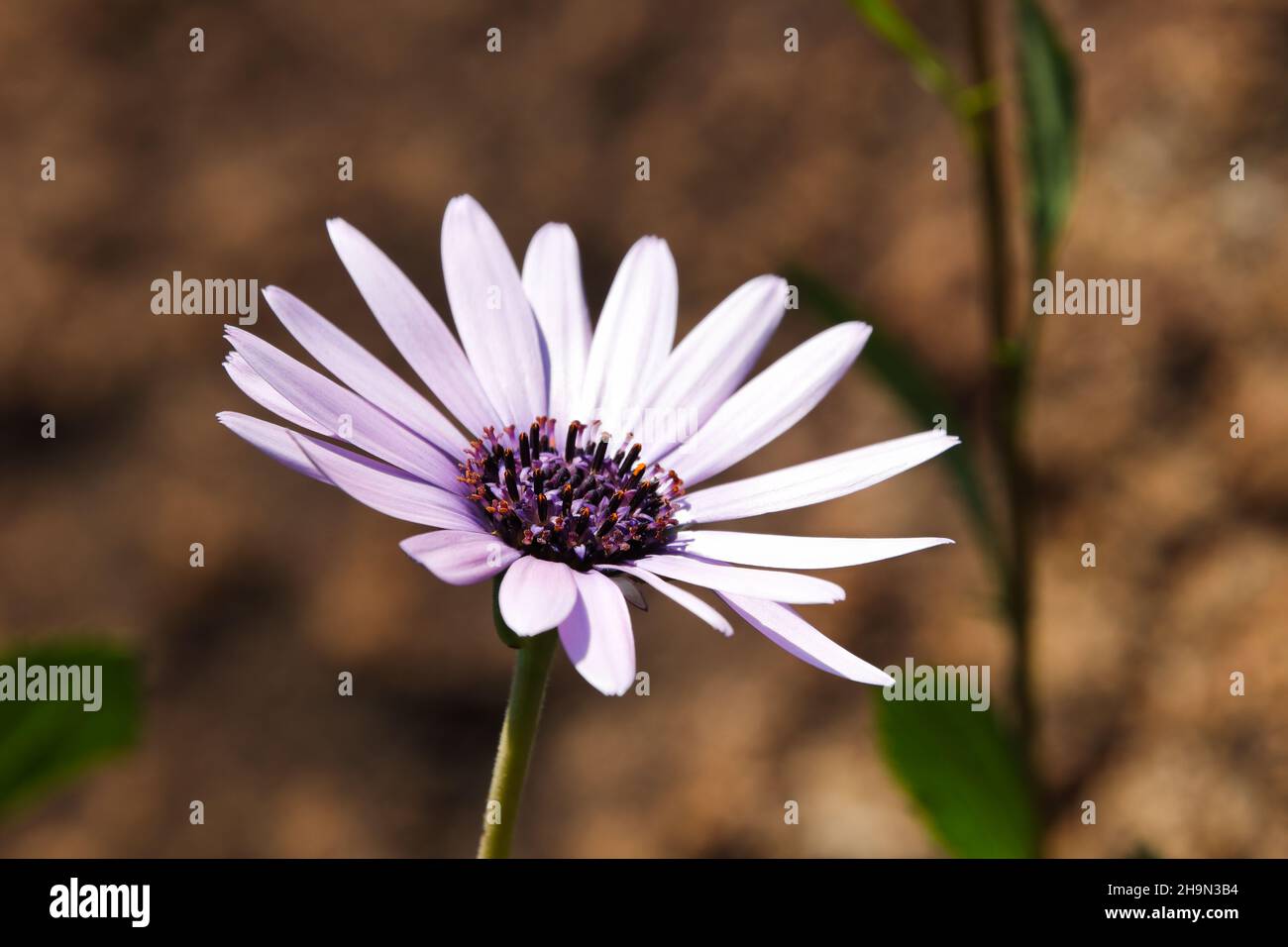 Trailing Mauve Daisy Flower Head Blossom (Dimorphotheca jucunda) Stock Photo