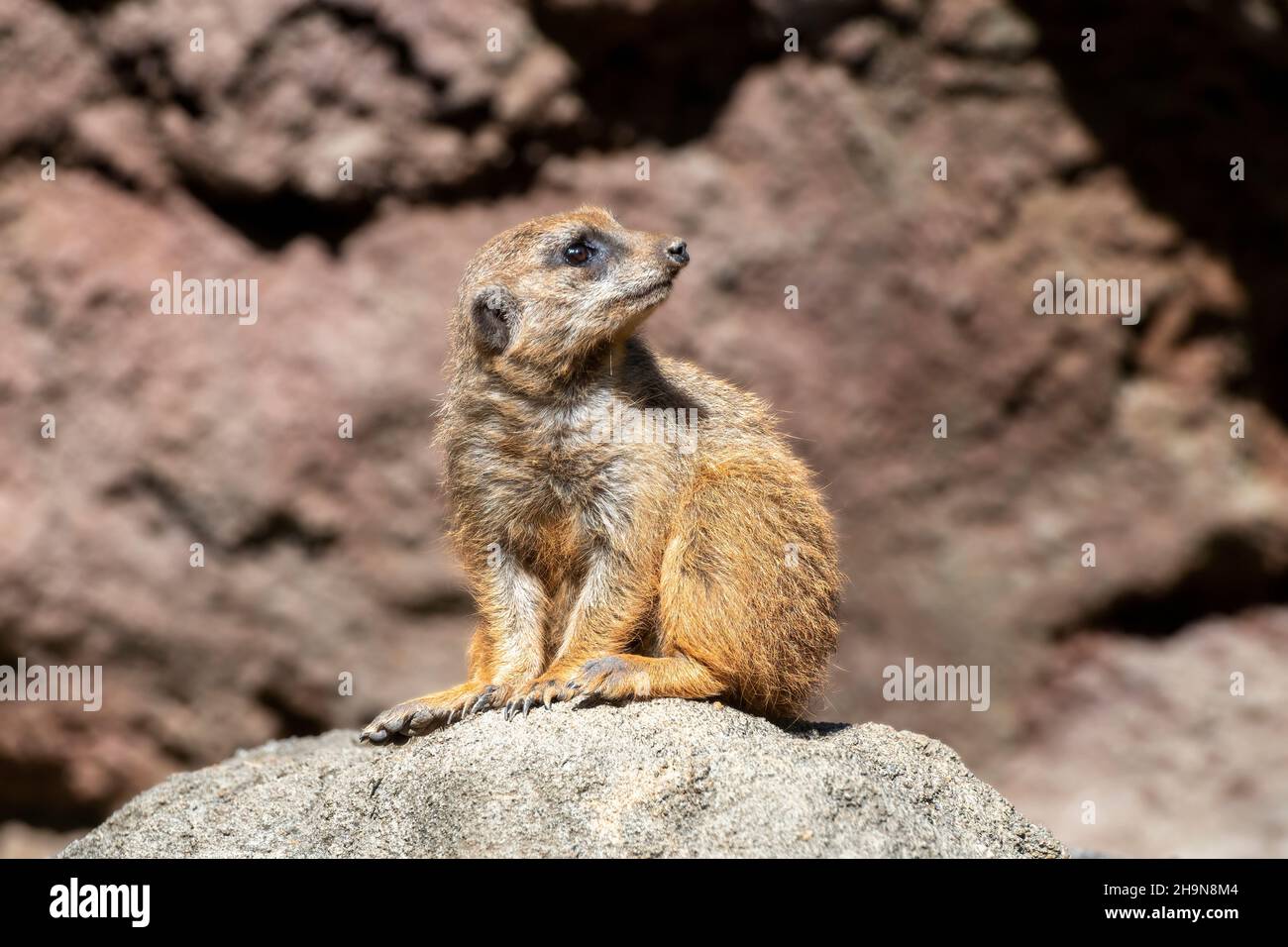Meerkat Sentinel on Lookout Rock Stock Photo