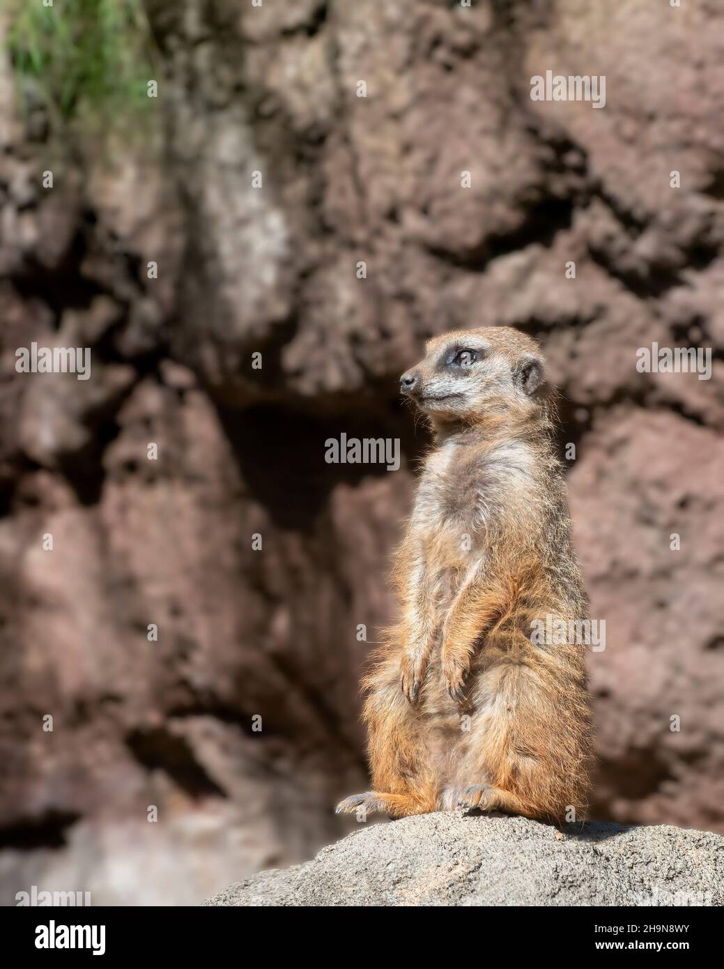 Meerkat Sentinel on Lookout Rock Stock Photo