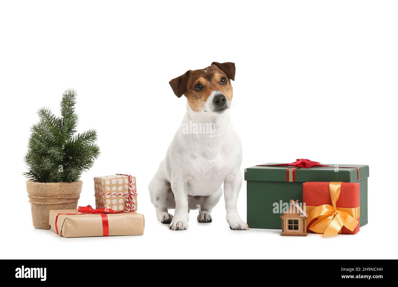 Cute Jack Russel Terrier with Christmas gifts on white background Stock