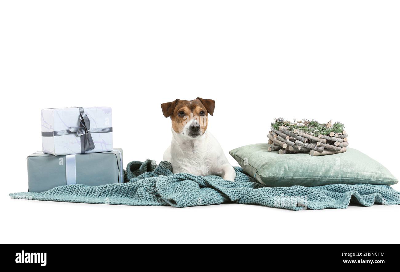 Cute Jack Russel Terrier with Christmas gifts on white background Stock