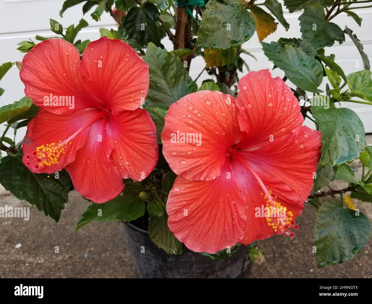 Two large, red, hibiscus flowers on a blurred background of green leaves -03 Stock Photo