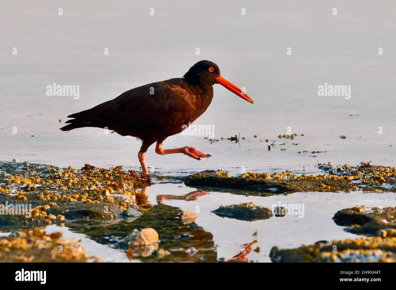 A Black Oyster Catcher bird  (Haematopus bachmani)  in the early morning light foraging along the shore of Vancouver Island British Columbia Canada. Stock Photo