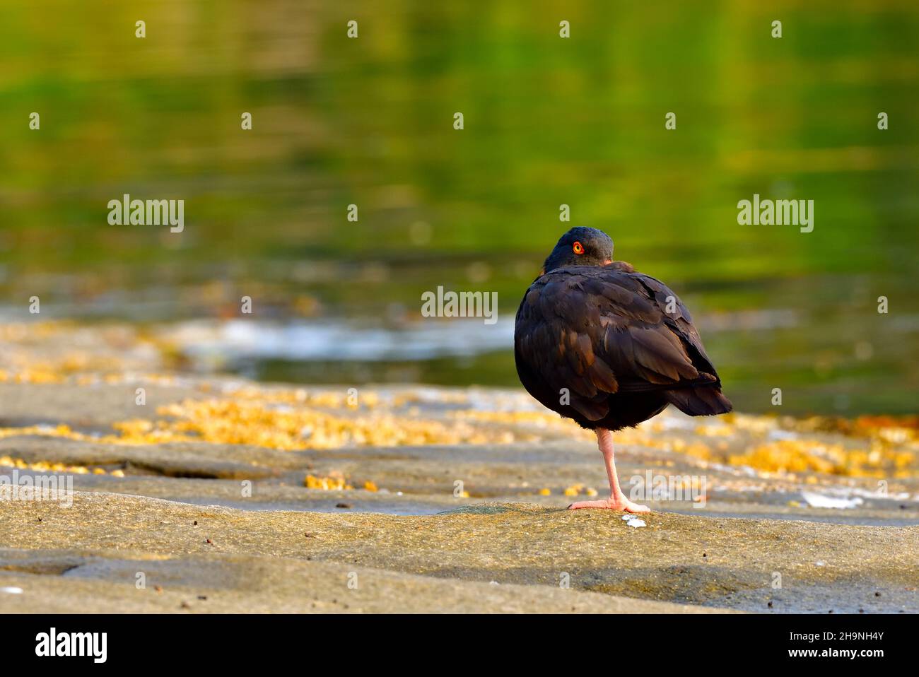 A Black Oyster-Catcher bird  (Haematopus bachmani)  sleeping in the early morning light along the shore of Vancouver Island British Columbia Canada. Stock Photo
