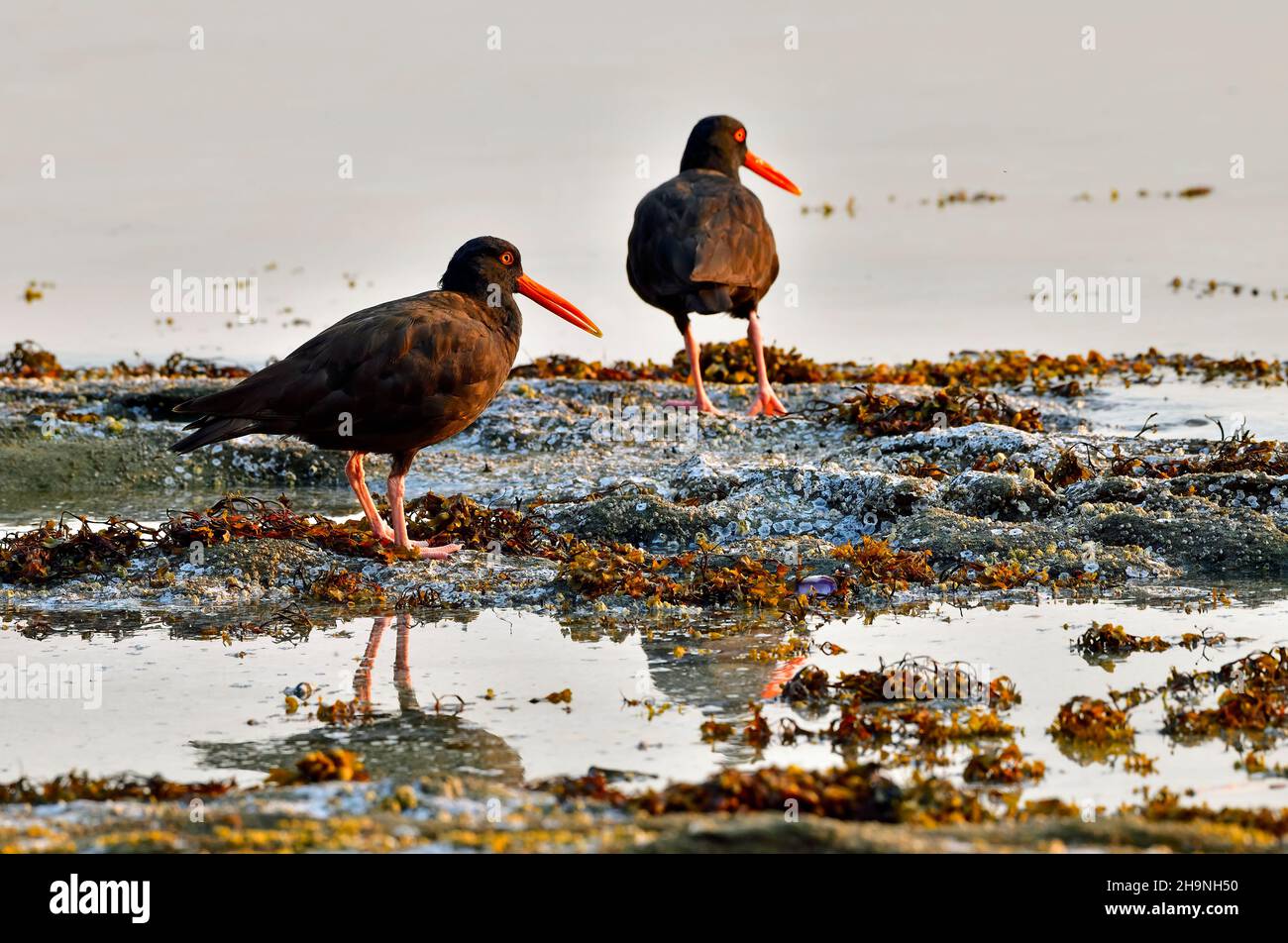 A Black Oyster Catcher birds (Haematopus bachmani)  foraging in the early morning light foraging along the shore of Vancouver Island British Columbia Stock Photo