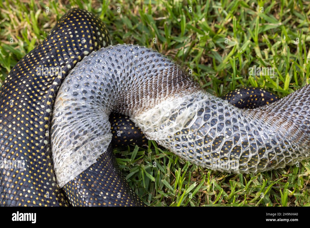 Australian Diamond Python sloughing skin Stock Photo - Alamy