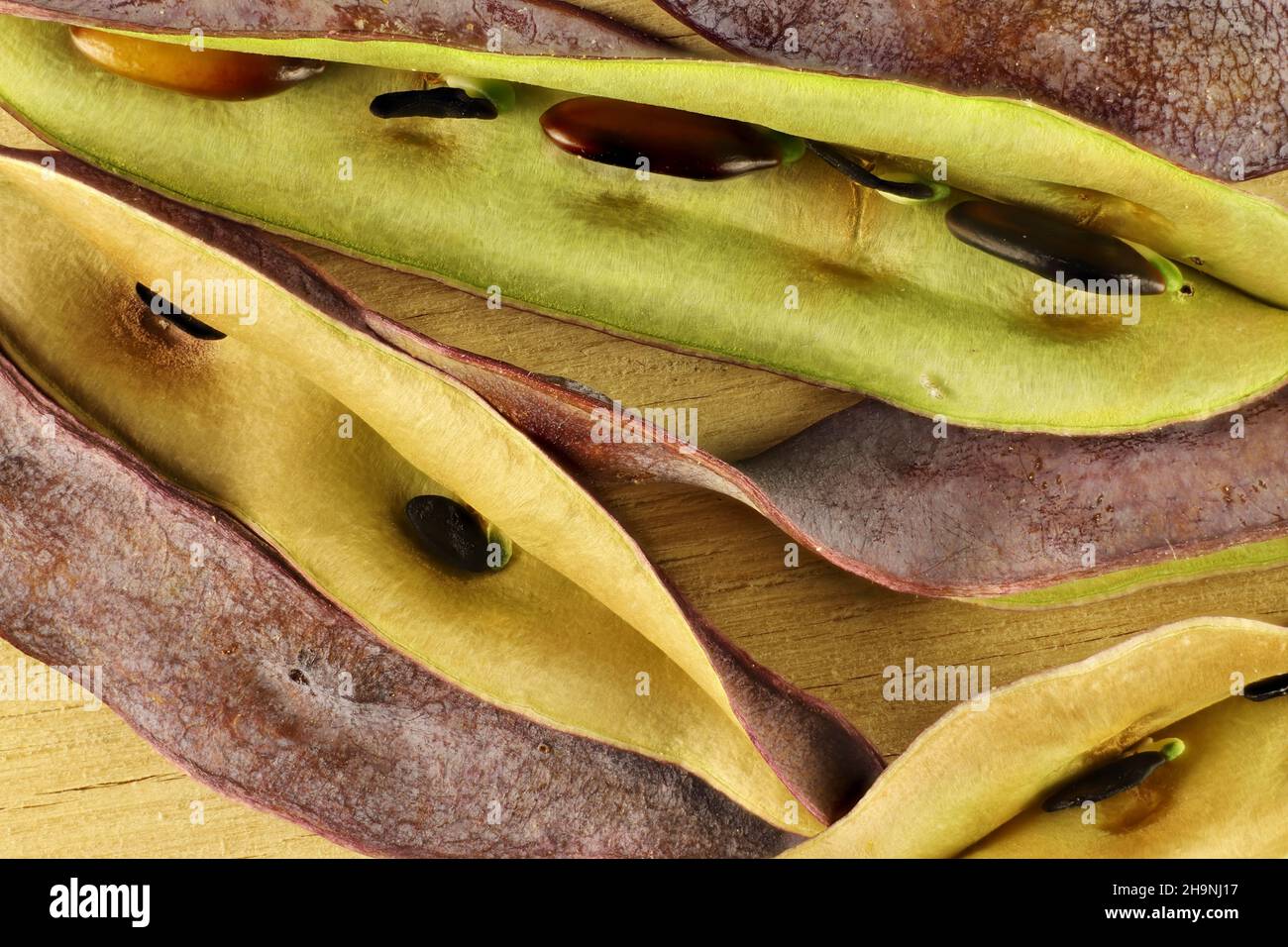 Background of isolated, ripe Cootamundra Wattle (Acacia baileyana) seeds and pods, Australian native plant Stock Photo
