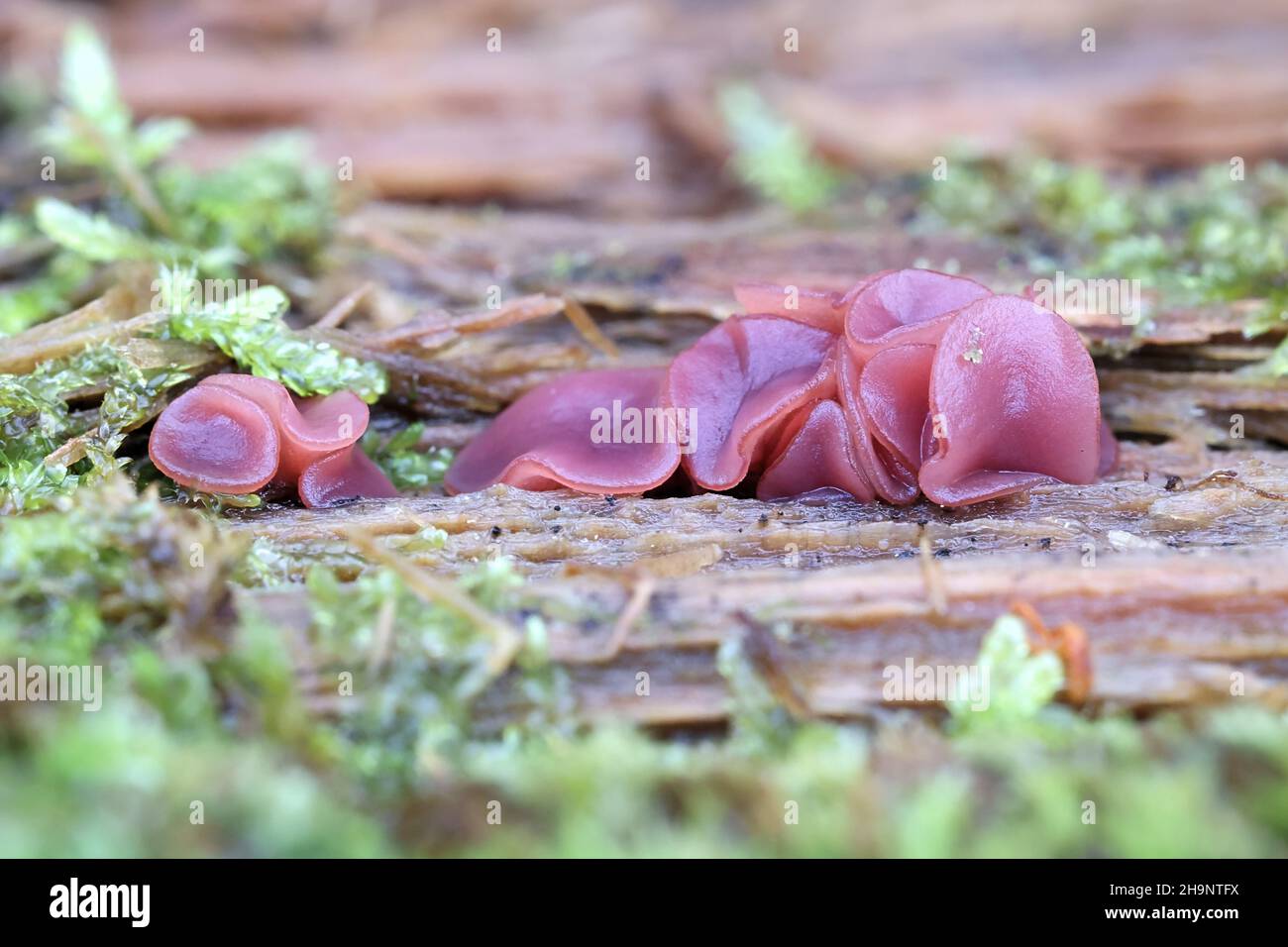 Ascocoryne cylichnium, a jelly disc fungus from Finland, no common English name Stock Photo