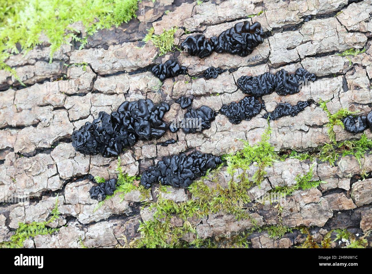 Exidia glandulosa, a jelly fungus commonly known as black witches
