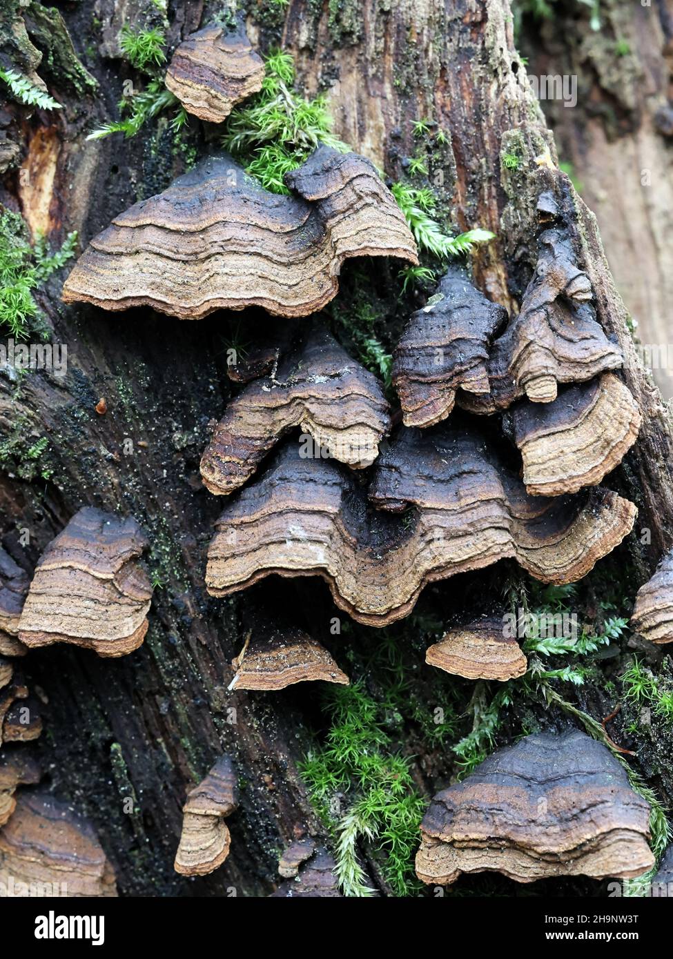 Hymenochaete rubiginosa, known as Oak Curtain Crust, wild fungus from Finland Stock Photo