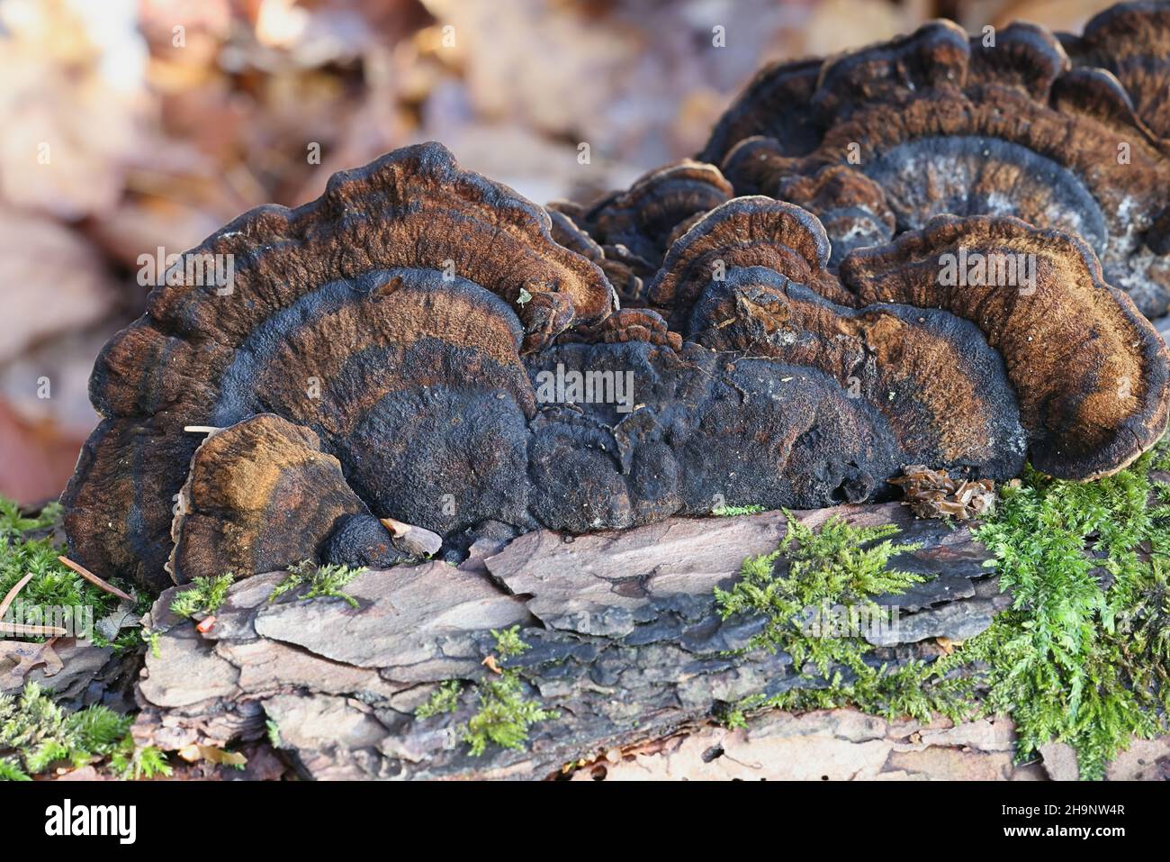Ischnoderma benzoinum, known as Benzoin bracket fungus, wild polypore ...
