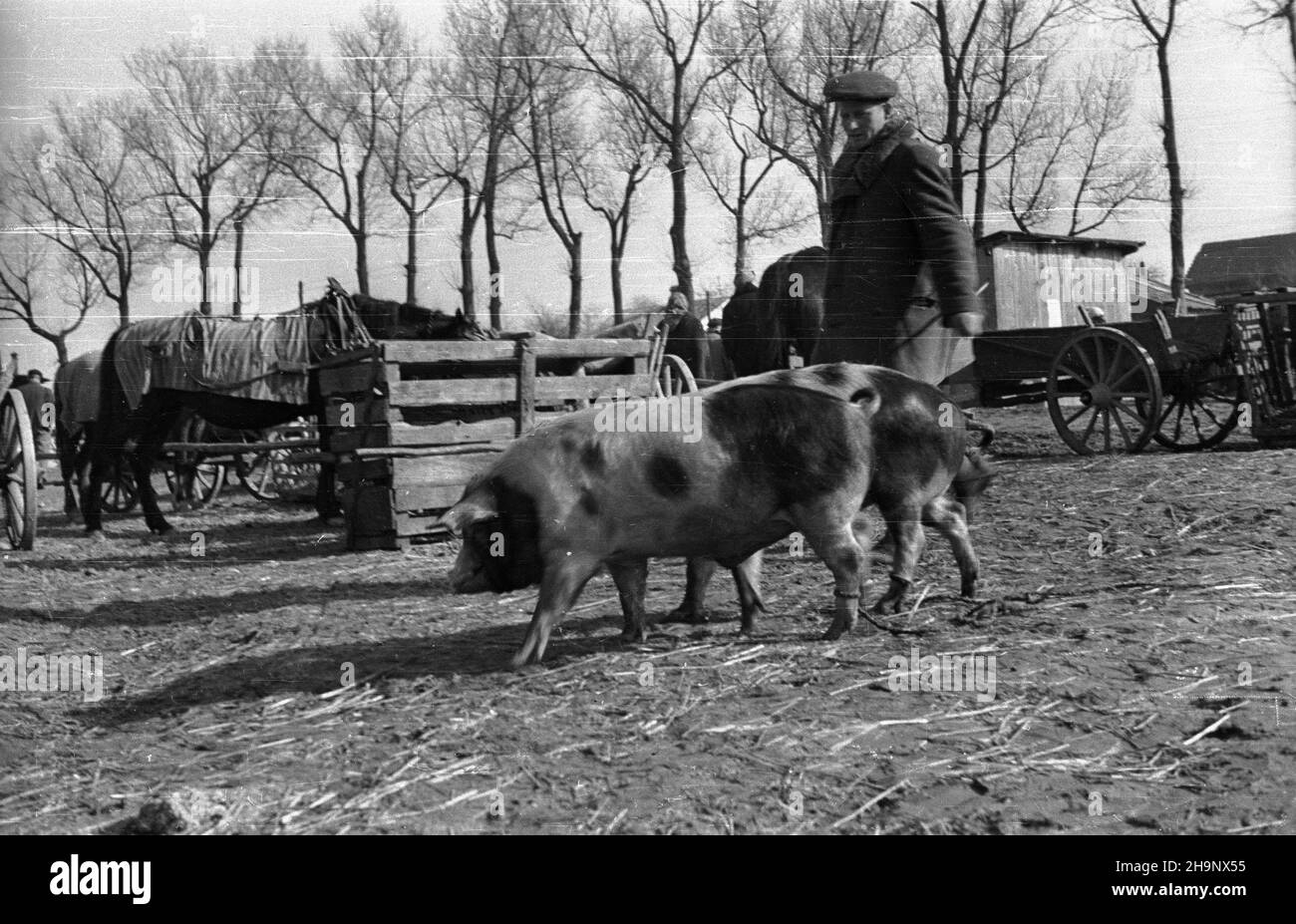 Rawa Mazowiecka, 1949. Targ oraz skup produktów rolnych od okolicznych mieszkañców, prowadzony przez Gminn¹ Spó³dzielniê Samopomoc Ch³opska.  pw  PAP    Dok³adny miesi¹c i dzieñ wydarzenia nieustalone.      Rawa Mazowiecka, 1949. The market and the purchase of agricultural products from local farmers by the District Cooperative Peasant Self-help.   pw  PAP Stock Photo