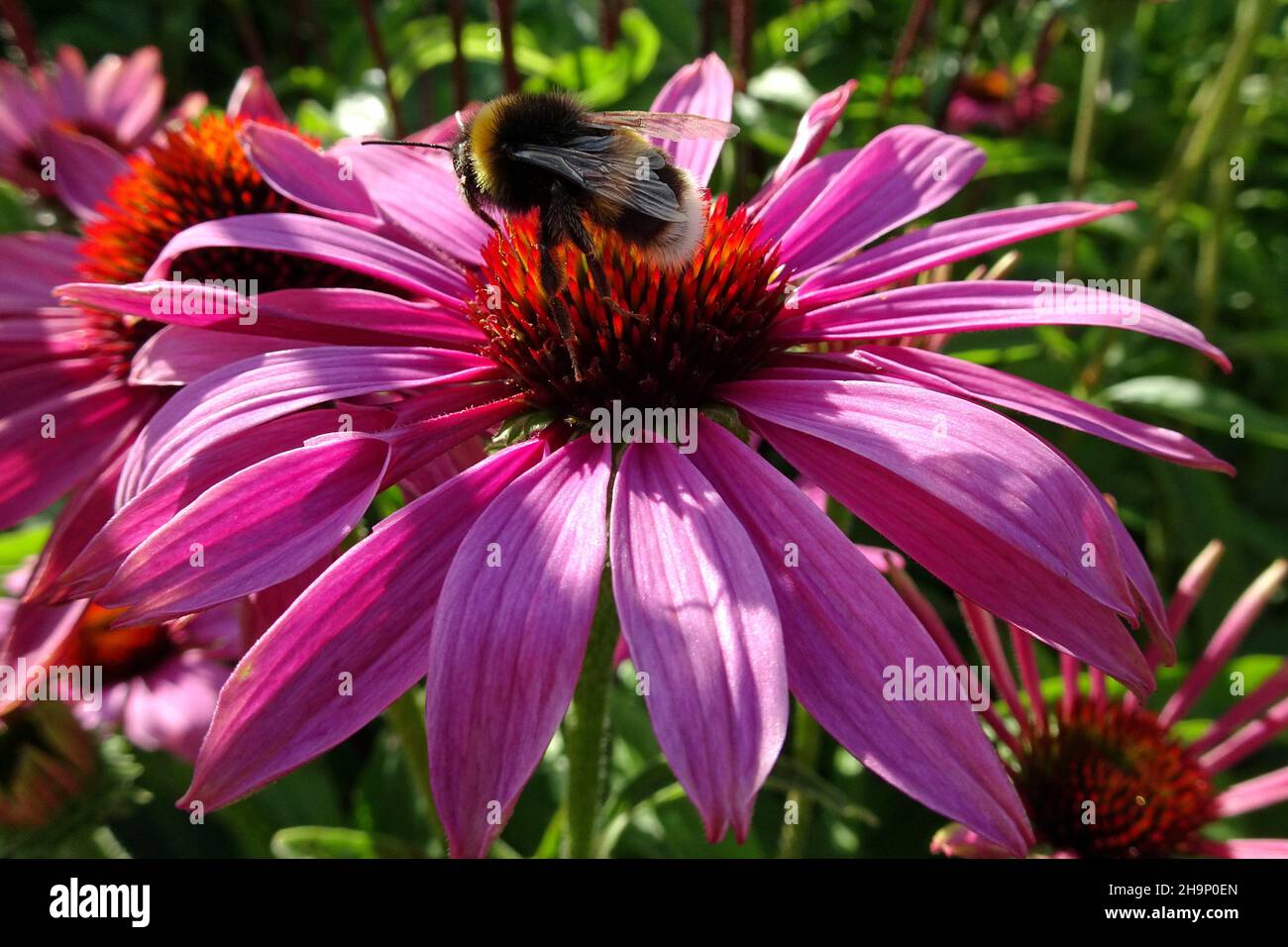 Bumblebee on Echinacea flower or coneflower Stock Photo