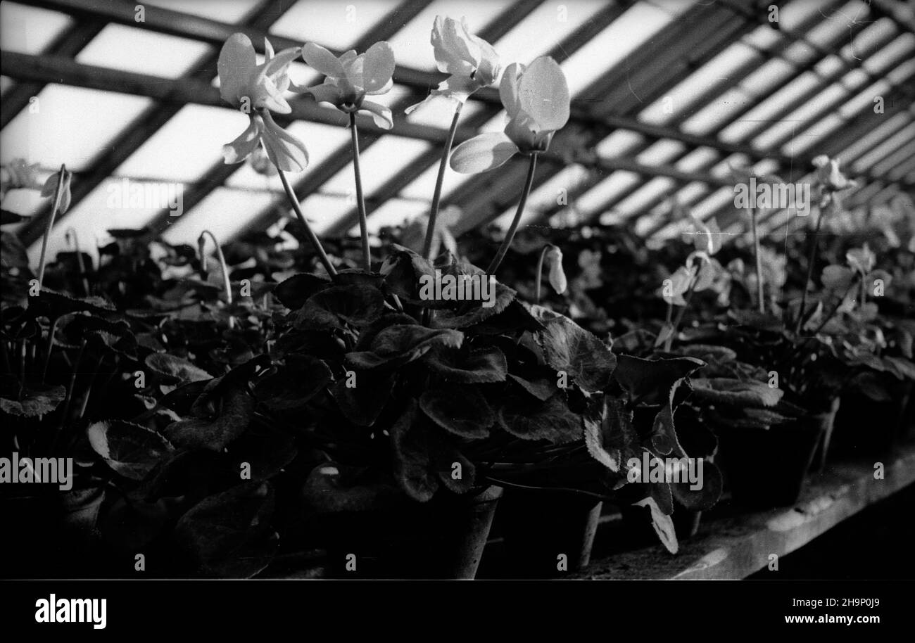 Cyclamen Black and White Stock Photos & Images - Alamy
