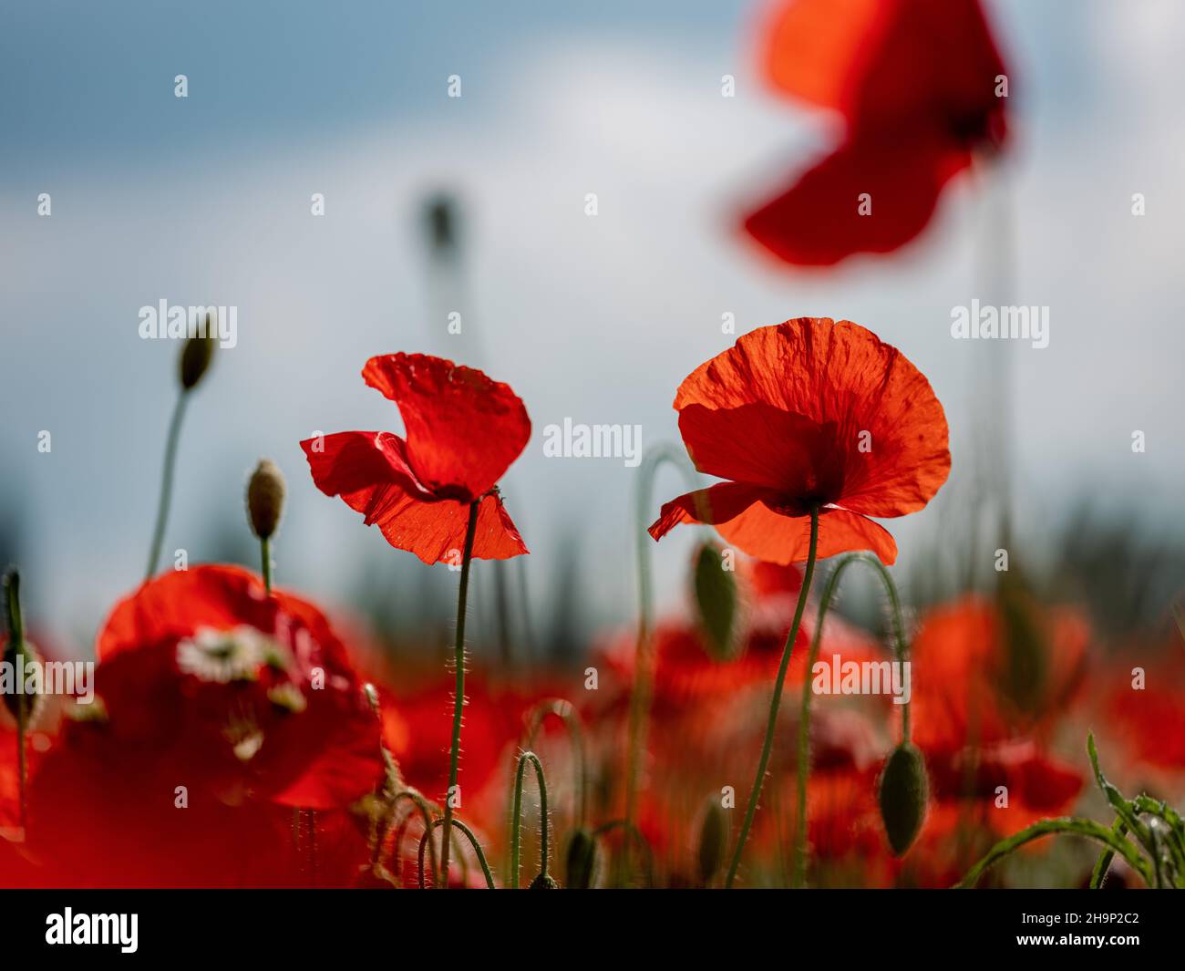 Bright Red Poppy Flowers on a Flower Meadow in Early Summer Stock Photo